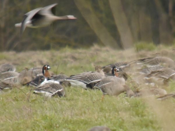 Rothalsgans  - Łukasz Krajewski