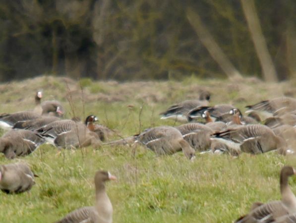 Rothalsgans  - Łukasz Krajewski