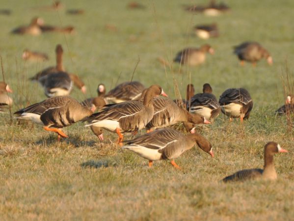 Greater White-fronted Goose  - Łukasz Krajewski