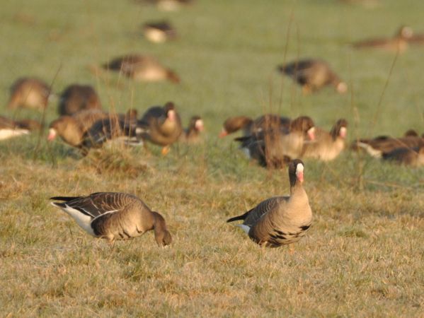 gęś białoczelna  - Łukasz Krajewski