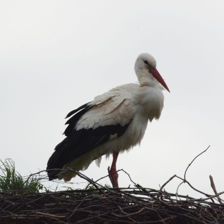 White Stork  - Błażej Nowak