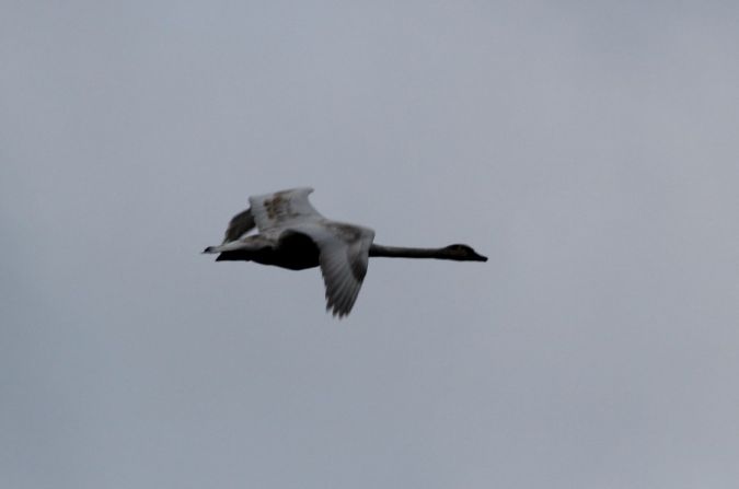 łabędź niemy  - Rafał Walczybok