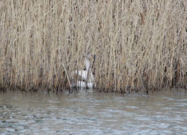 łabędź niemy  - Rafał Walczybok