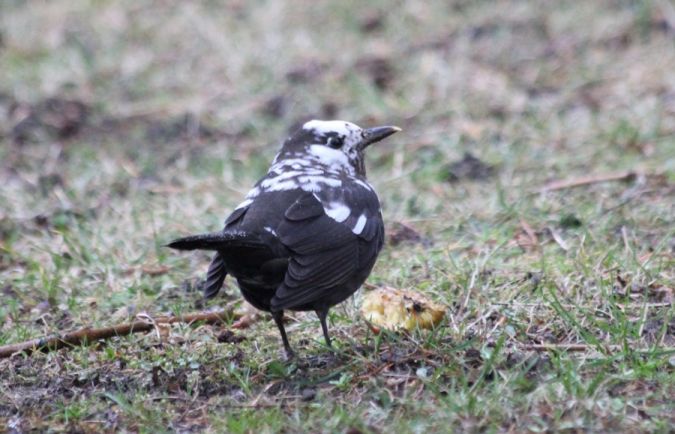 Merle noir  - Rafał Walczybok