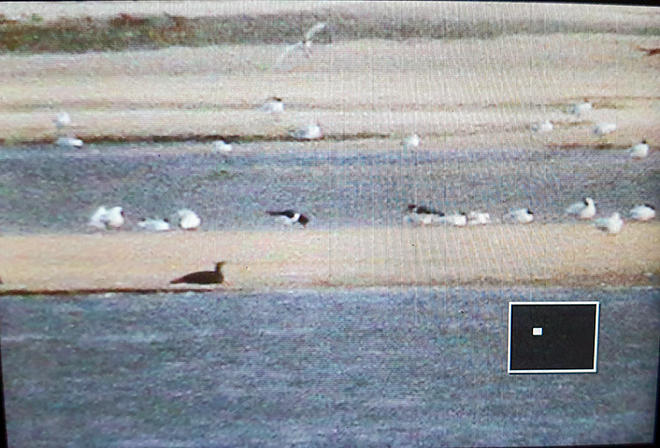 Austernfischer  - Anna Kamilewicz-Wicik