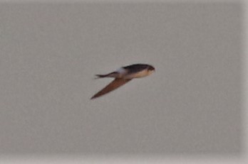 oknówka  - Tymoteusz Mazurkiewicz