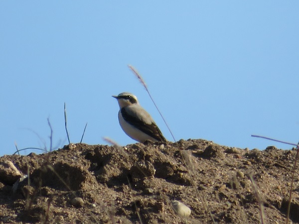 białorzytka  - Dariusz Piechota