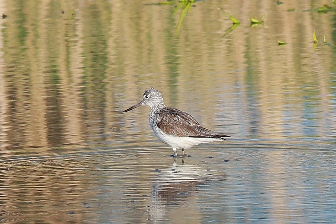 Grünschenkel  - Stanisław Turowski