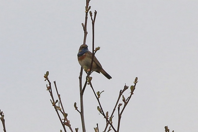 Bluethroat  - Stanisław Turowski