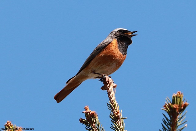 Rougequeue à front blanc  - Sylwester Gibowski