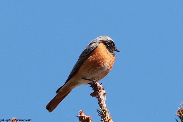 Rougequeue à front blanc  - Sylwester Gibowski