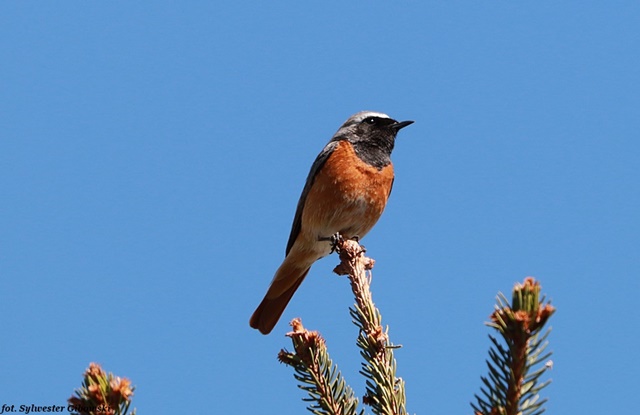 Gartenrotschwanz  - Sylwester Gibowski