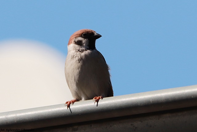 mazurek  - Sylwester Gibowski
