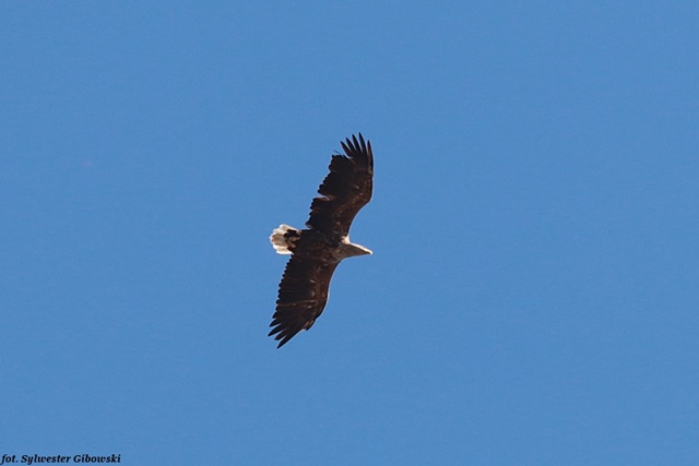 bielik  - Sylwester Gibowski