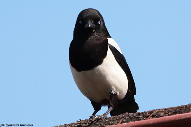 sroka  - Sylwester Gibowski