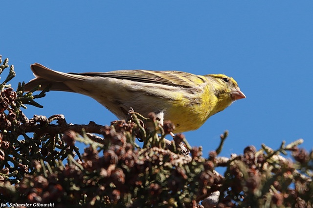 kulczyk  - Sylwester Gibowski
