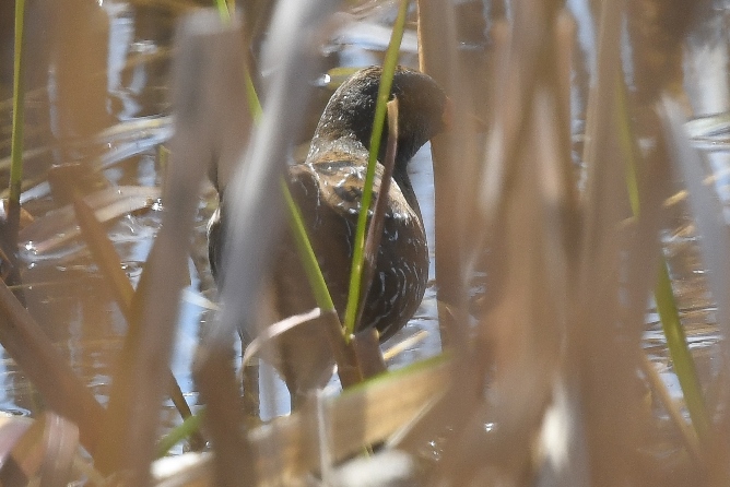 Marouette ponctuée  - Daniel Stasiowski