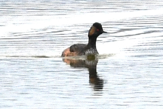 Schwarzhalstaucher  - Daniel Stasiowski