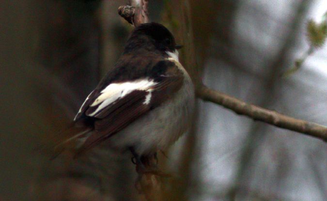 Trauerschnäpper  - Michał Polakowski