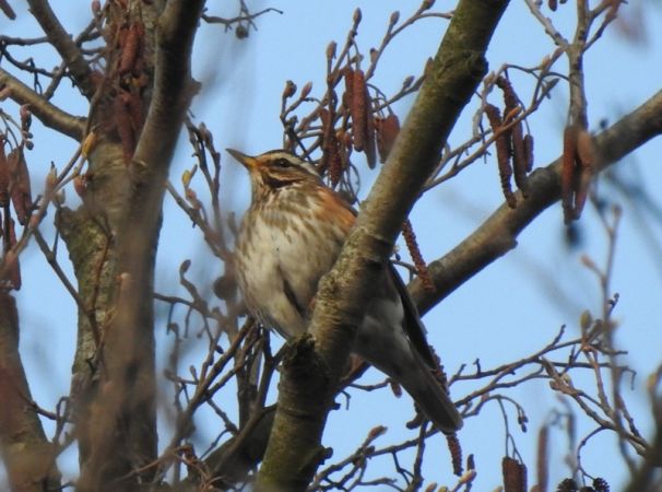 Rotdrossel  - Magdalena Traciłowska