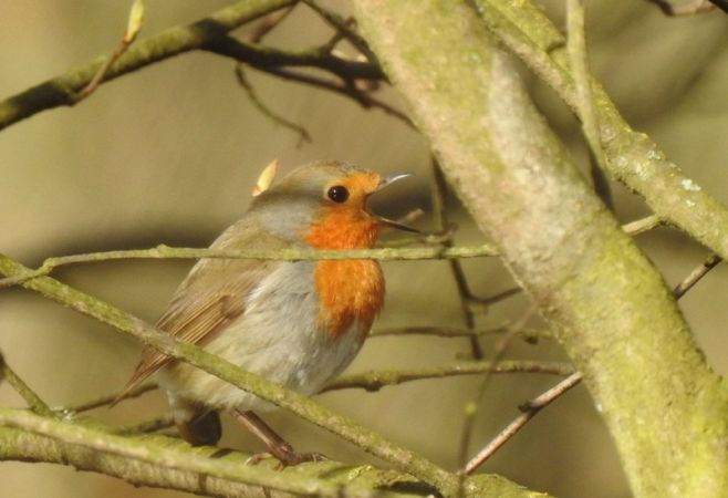 Rougegorge familier  - Magdalena Traciłowska