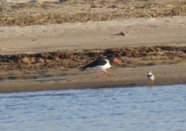 Austernfischer  - Magdalena Traciłowska