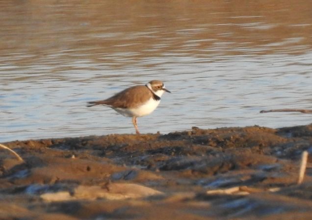 sieweczka rzeczna  - Magdalena Traciłowska