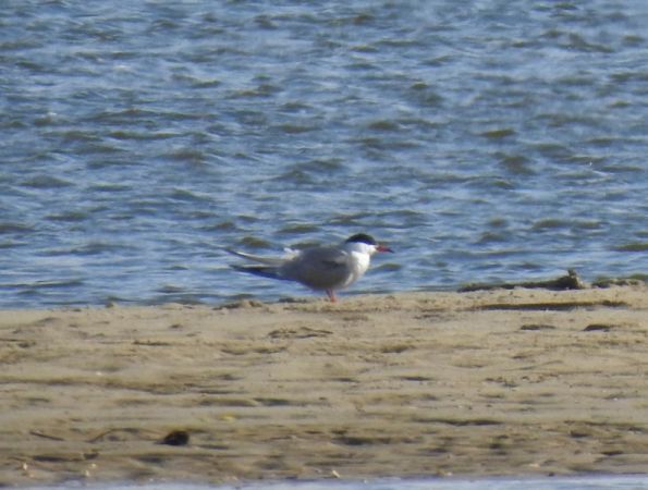 rybitwa rzeczna  - Magdalena Traciłowska