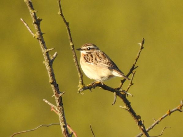 pokląskwa  - Magdalena Traciłowska