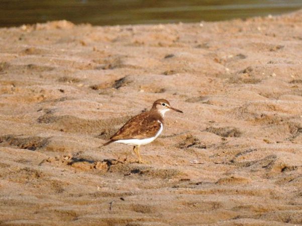 Common Sandpiper  - Magdalena Traciłowska
