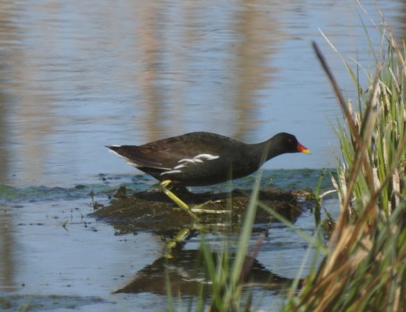 Common Moorhen  - Magdalena Traciłowska