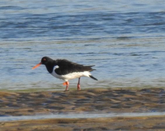 Austernfischer  - Magdalena Traciłowska