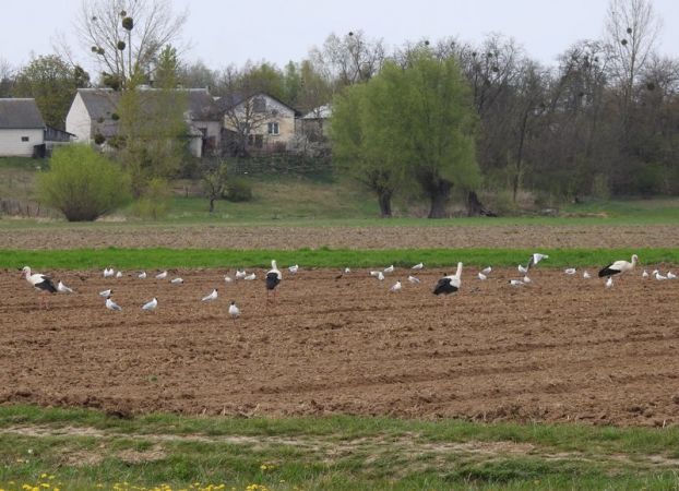 Weissstorch  - Magdalena Traciłowska