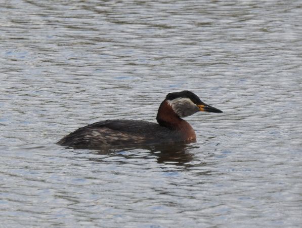Rothalstaucher  - Magdalena Traciłowska