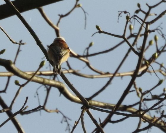 Rémiz penduline  - Sławomir Ligęza