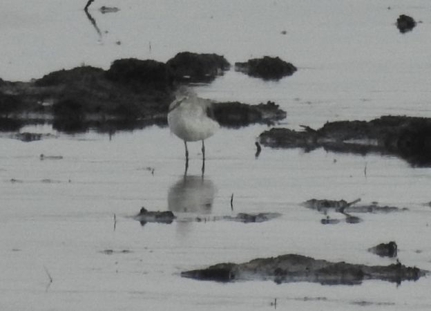 Chevalier stagnatile  - Sławomir Ligęza