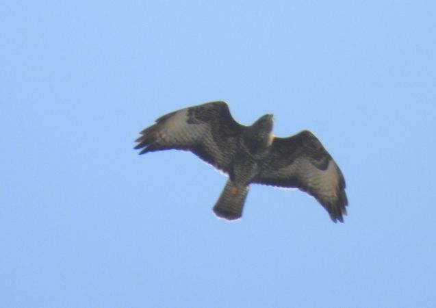 Common Buzzard  - Robert Wakulski
