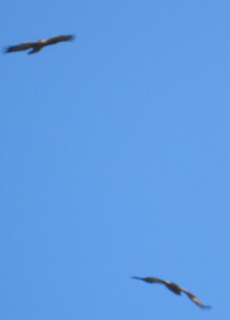 Schreiadler  - Robert Wakulski