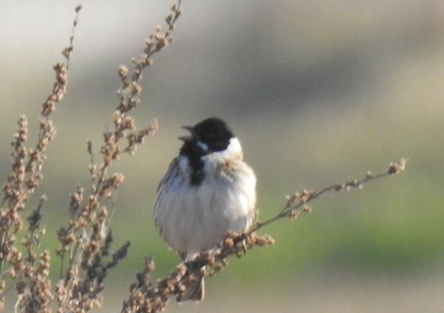 Rohrammer  - Robert Wakulski