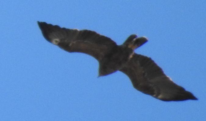 Lesser Spotted Eagle  - Robert Wakulski