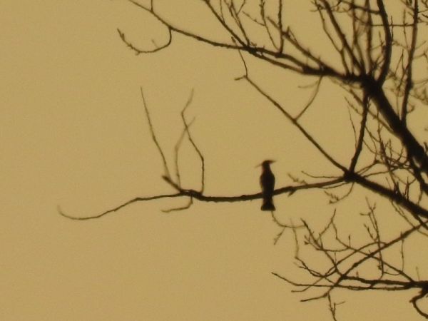 Wiedehopf  - Robert Wakulski