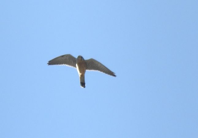 Turmfalke  - Robert Wakulski