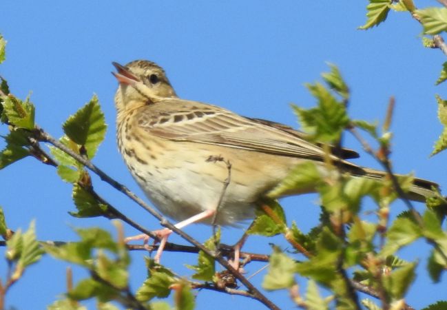 świergotek drzewny  - Robert Wakulski