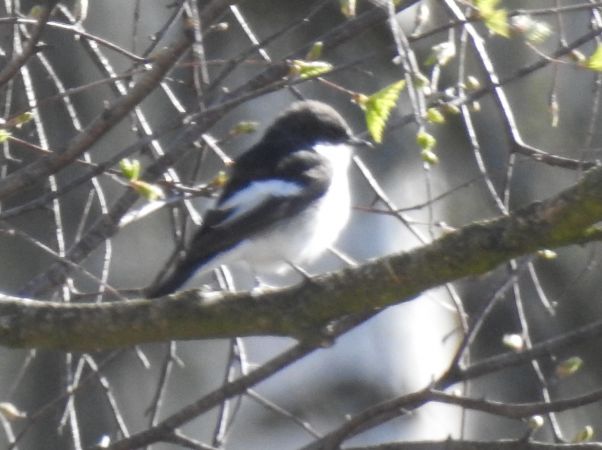 muchołówka żałobna  - Robert Wakulski