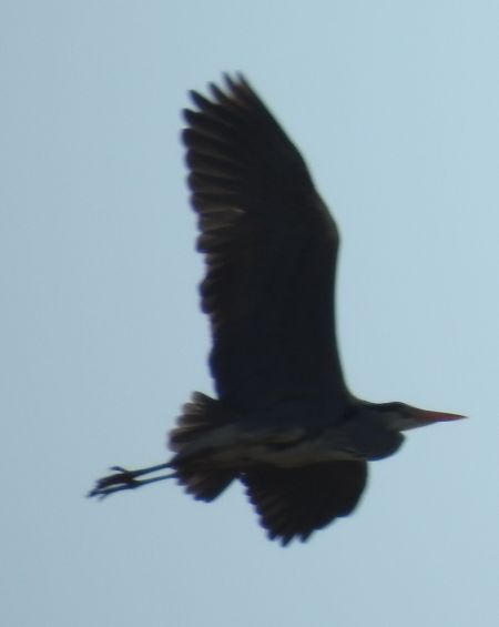 Grey Heron  - Robert Wakulski