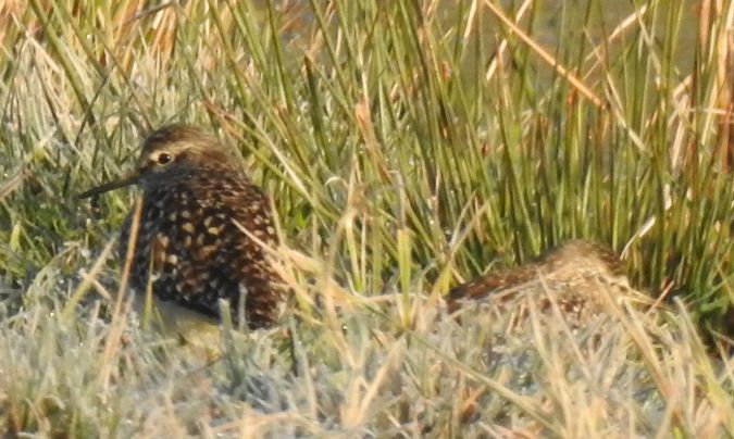 Bruchwasserläufer  - Robert Wakulski