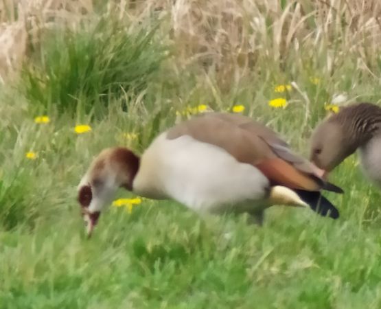 Nilgans  - Jarosław Stalenga