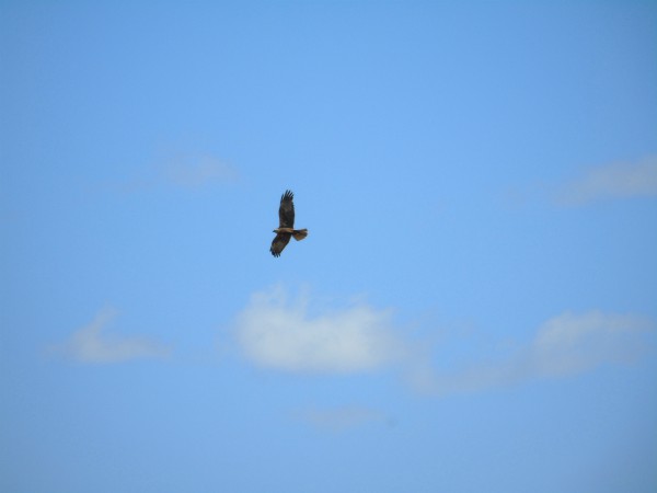 Busard des roseaux  - Andrzej Tarasiuk