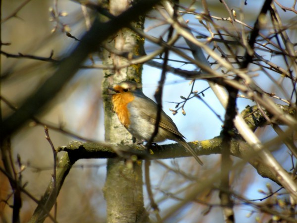 Rougegorge familier  - Andrzej Tarasiuk