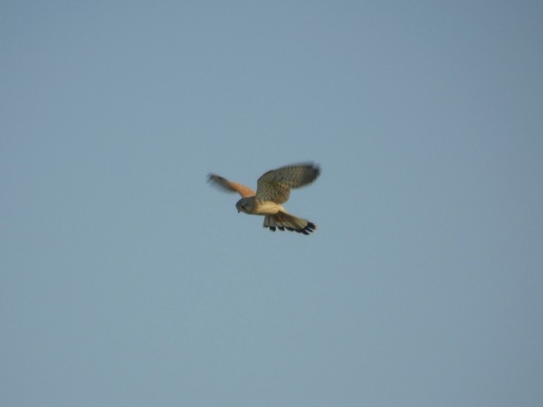 Common Kestrel  - Andrzej Tarasiuk